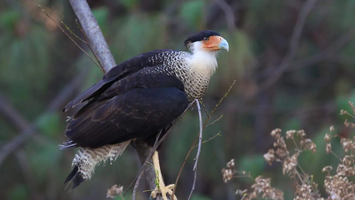 Fauna silvestre en Colomos